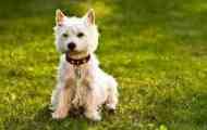 West highland white terrier - descrierea terrierului alb